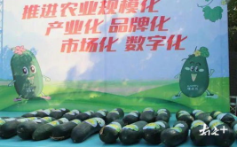 黑瓜网今日大赛最新,激情碰撞，巅峰对决！