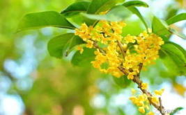 娱乐吃瓜酱桂花树,揭秘桂花酱的魅力